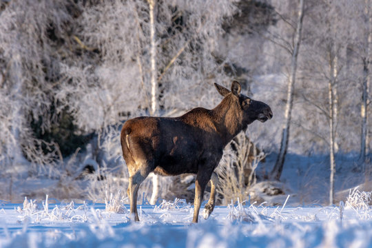 Female moose crossing a snow covered field in sunlight