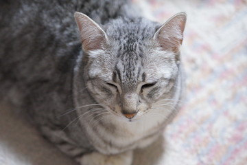 こちらを見るエジプシャンマウ