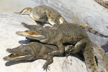 Group of Nile crocodile babies, Crocodylus niloticus, resting under the sun.