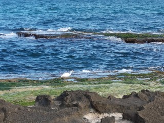 sea, bird and rocks