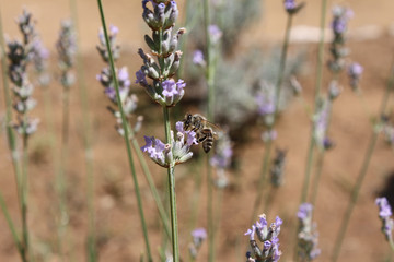 Fuzzy bee on lavender flower