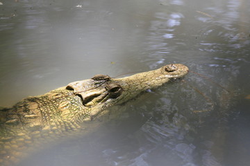 Close portrait of Nile crocodile, Crocodylus niloticus, mouth and teeth.