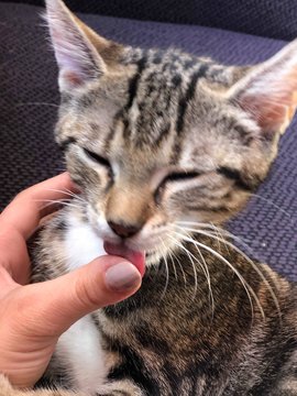 Katzenzunge