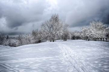 dramatic winter snow landscape forest snow on branches vignetting hdr photo 