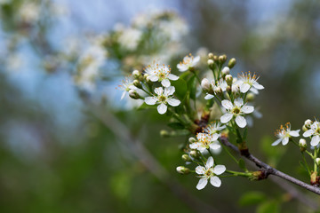 beautiful blooming tree branch
