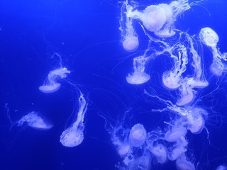 jellyfish in water