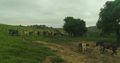 Farm animals at dawn of the day, Cows in the pasture