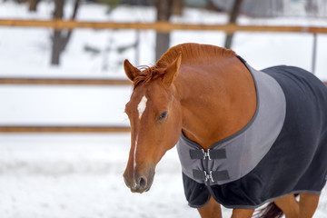 portrait of domestic piebald horse walking in the snow paddock in winter