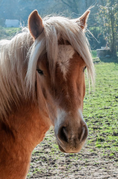 portrait of a horse