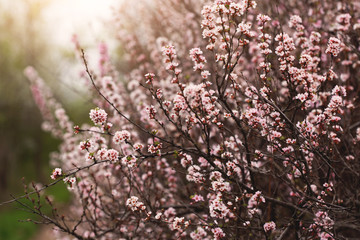 blooming cherry tree in spring