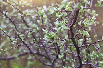 tree with young leaves in spring