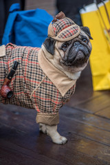 French Bulldog dressed in the style of Sherlock Holmes