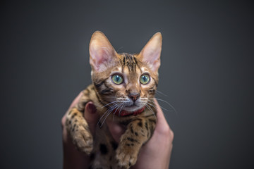 Little bengal cat sitting on woman's hand