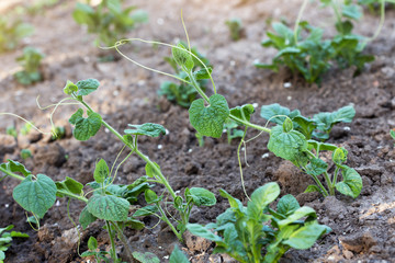 cucumber seedlings in a garden