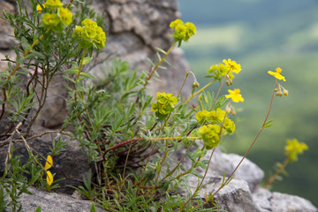 yellow flowers on the rock