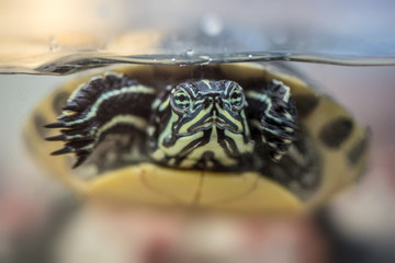 Portrait of Pond Slider Trachemys Scripta turtle sitting in aquarium