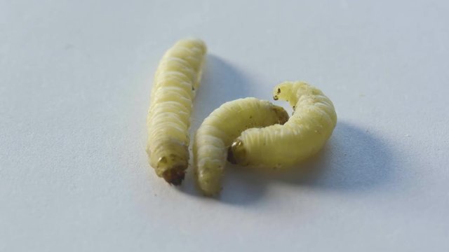 Macro shot of three waxworms crawling on a white background.