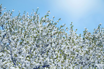 Branches of blossoming cherry.