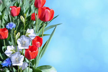 Bright flowers of tulips.