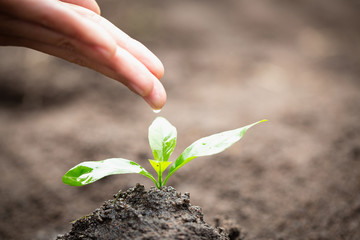 Care and watering the tree by hand, The hands are dripping water to the small seedlings, plant a tree, reduce global warming, World Environment Day