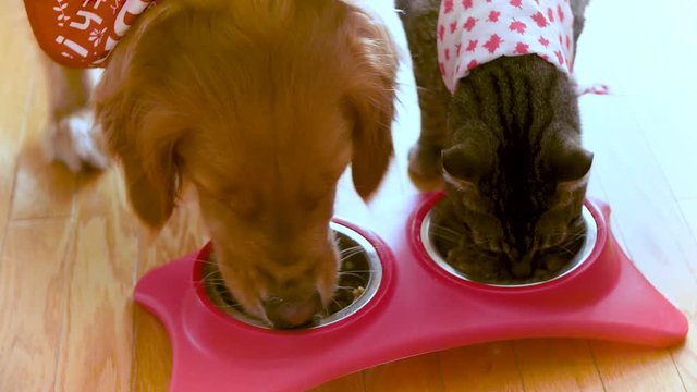 Close up of a dog and cat eating side by side.