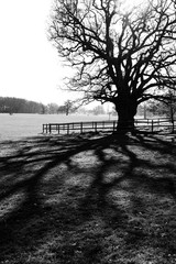 tree with fence in the park
