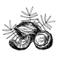 Coconut hand drawn sketch with palm leaf. Sketch tropical food illustration.