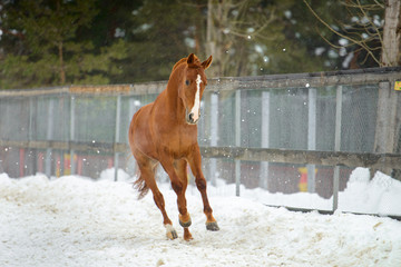 Domestic red horse running in the snow paddock in winter