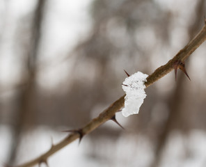 thorn with snow