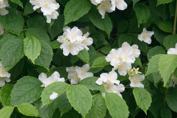 Green plant with white flowers.