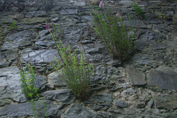 Stone wall with a growing green plant.