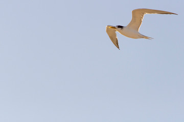 Tern bird or Sterna hirundo flying in a sunny day with blue sky as background copy space. Perth, Western Australia, Australia.