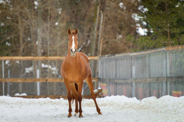 Domestic red horse running in the snow paddock in winter