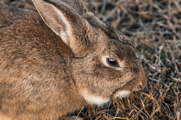 rabbit in the park