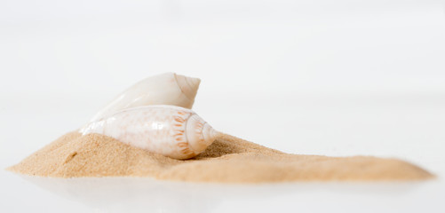 Two lettered olive snail, Oliva sayana