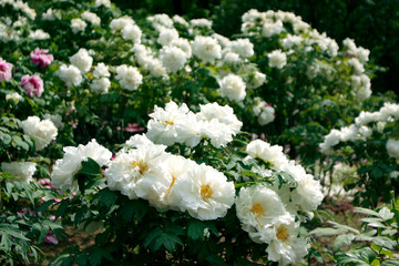 white peony flowers in the garden