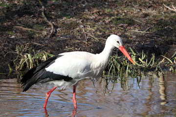 Storch im Wasser