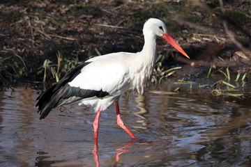 Storch watet durch das Wasser