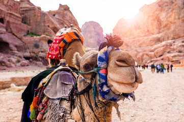 Close-up view of two beautiful camels in the Unesco World Heritage Site in Petra. Petra is a...