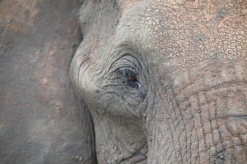 Fototapeta premium Elephant eye