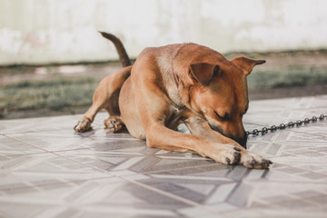 Cão Preso Brincando