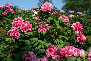 pink peony flower blooming