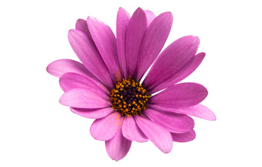 Obraz premium Osteospermum Daisy or Cape Daisy Flower Flower Isolated
