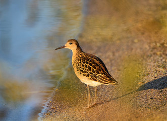 Autumn walk along the pond. Next to the bird Sandpiper. She's small, but energetic.