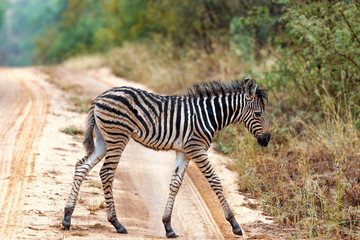 Obraz na płótnie Canvas Junges Zebra auf einer Straße in Südafrika