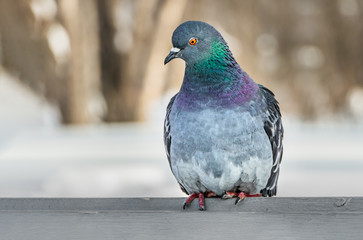 A gray pigeon with rainbow neck and bright eyes is on a gray wooden bench in the park in winter