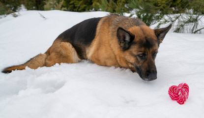 Dog in winter with heart