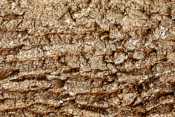 Natural texture of tree bark. Closeup wooden backdrop pattern.