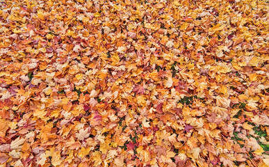 many bright fall leaves background