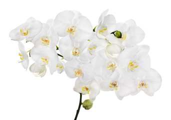 large lush white isolated orchid floral branch